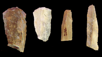 Clovis blades were used to make various kinds of tools including hide or endscrapers (two specimens on left) and gravers with tiny beaks (two on right). The small, delicate gravers hint at some sort of specialized work—scarifying (scratching the skin to draw blood or allow tattoo pigment to absorb)?