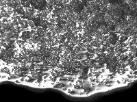 Magnified edge of an experimental blade used for 2000 strokes to cut Little Bluestem grass. Here the polish is just beginning to form a continuous band along the edge and the edge is just starting to round. Photo by Marilyn Shoberg.