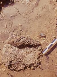 Mammoth mandible exposed in soggy lower deposits at Gault. Because of the high water table, archeologists can only excavate in some areas of the site during prolonged dry periods or with the aid of continuous pumping.