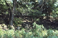 The deep, well-watered soils of the stream valley provide habitat for huge hardwood trees - burr oaks, walnuts, pecans, ash, elm, bois d' arc, and a dozen more species including willow and cottonwood. In a word it is lush.