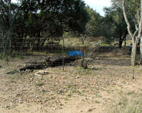 Midden area after brush cleared off surface and trench dug through center. Photo by Steve Black.