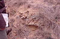 Exposure of granite pegmatite, where rancheria folk likely gathered stones for use at their village. Photo by Chuck Hixson.