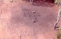 Dense scatter of burned rock marks the midden area in which excavators found the remains of an earth oven. Photo by Chuck Hixson.