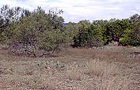 Typical terrain and vegetation around the Graham-Applegate site. Photo by Chuck Hixson.