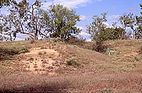 Arroyos, or wet-weather erosional draws, have cut through the sandy slopes near the site area. Photo by Chuck Hixson.