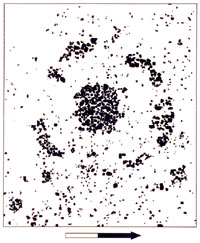 Plan map of House 1 at Graham-Applegate, showing central hearth, the narrow living and working space encircling it, and the clusters of rocks believed to be wall supports. Map by Chuck Hixson.