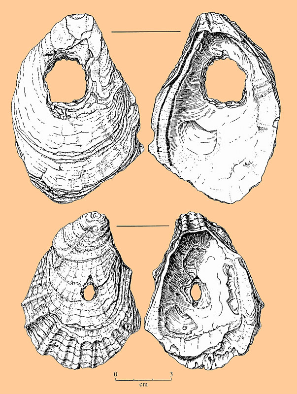 Image of >Perforated oyster shells.