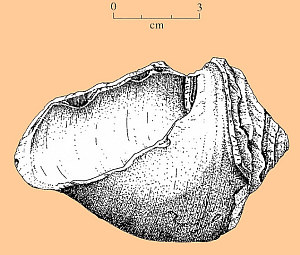 Image of Busycon (lightning whelk) dipper or cup.