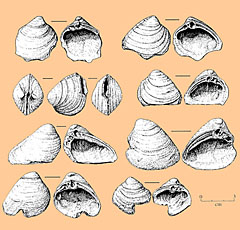 Image of Rangia cuneata clam shells.