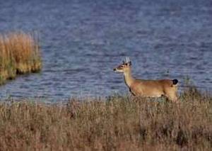 Image of A deer pauses.