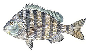 Image of sheepshead.