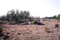 Stone grave enclosures of this late nineteenth-century cemetery