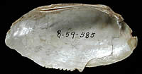 serrated mussel shell