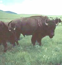 Bison