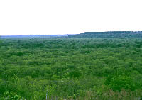 stands of hard- and softwood trees line the rivers and cover fields and slopes