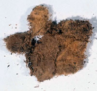 Rabbit fur from coprolite