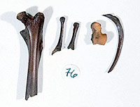 Bones yielded from coprolites