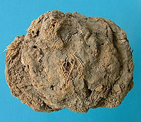 Coprolite