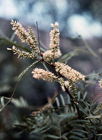 Mesquite flower