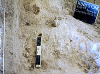 coprolites