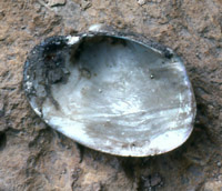 mussel shell