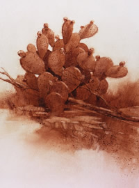 Drawing of prickly pear cactus