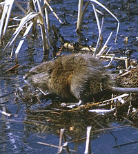 muskrat