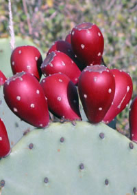 Ripe prickly pear tunas