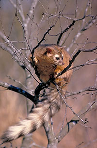 ringtail cat