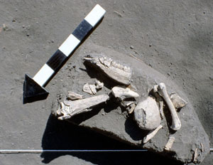 photo of feature 3