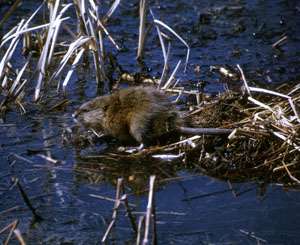 photo of a muskrat