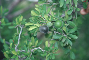photo of Texas persimmon