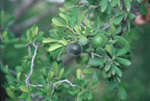 photo of Texas persimmon