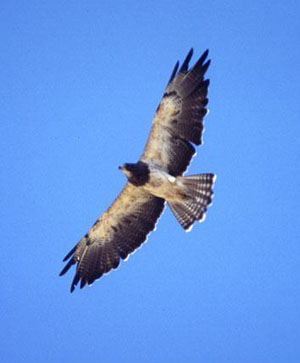 photo of Swainson hawk in flight