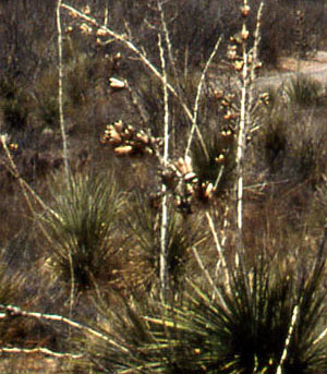 photo of agave