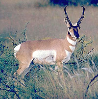 photo of an antelope