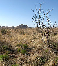photo of thorny scrub and grasses