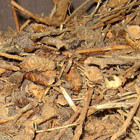 photo of a packrat midden