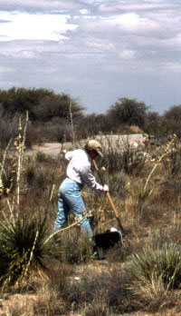 photo of TPWD survey director Margaret Howard