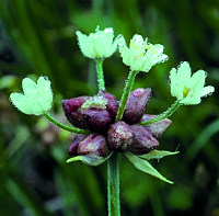 Photo of onion plant in flower