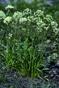 Photo of wild onions