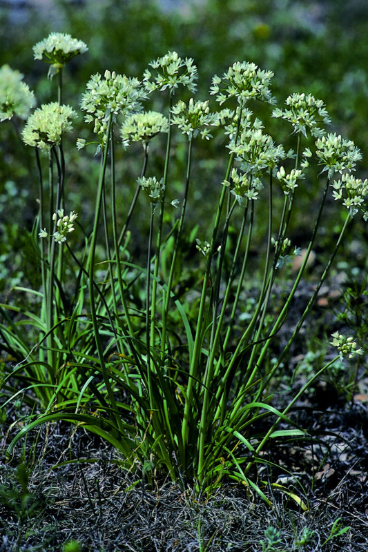 Photo of wild onions