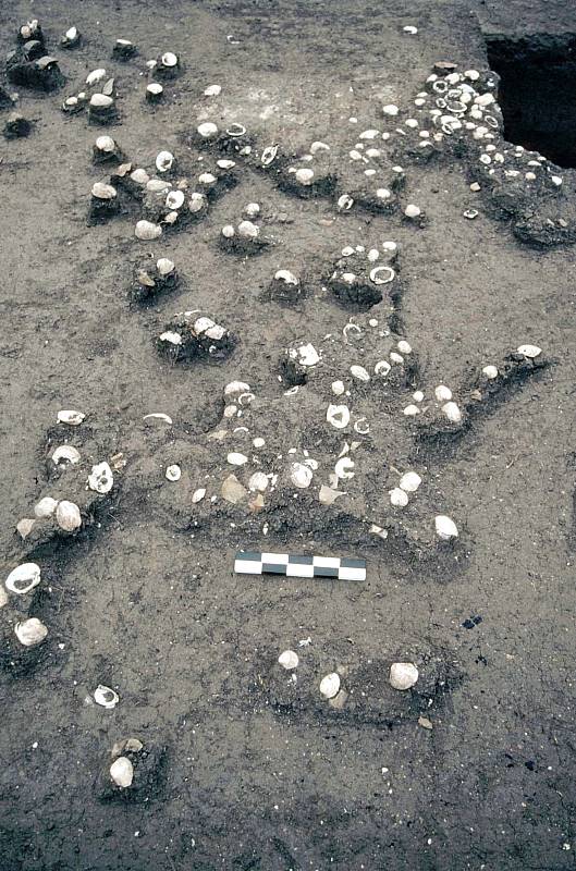 Photo of mussel shells