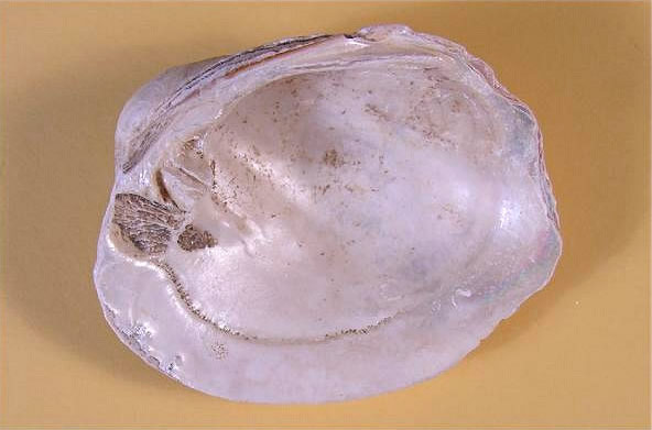 Photo of mussel shell