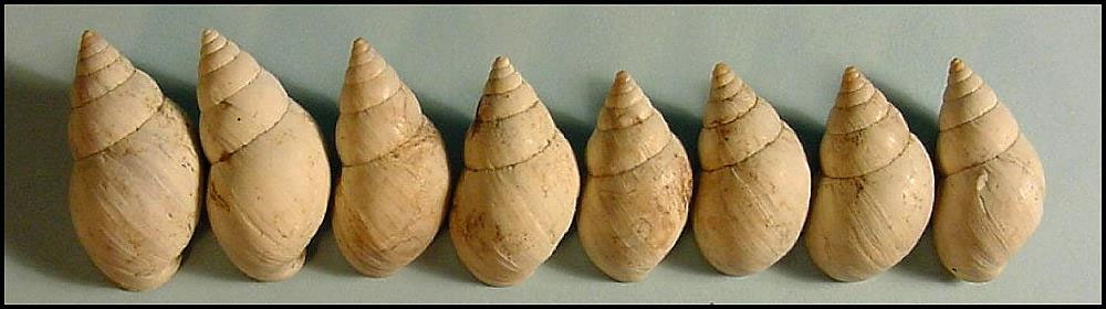 Photo of snail shells
