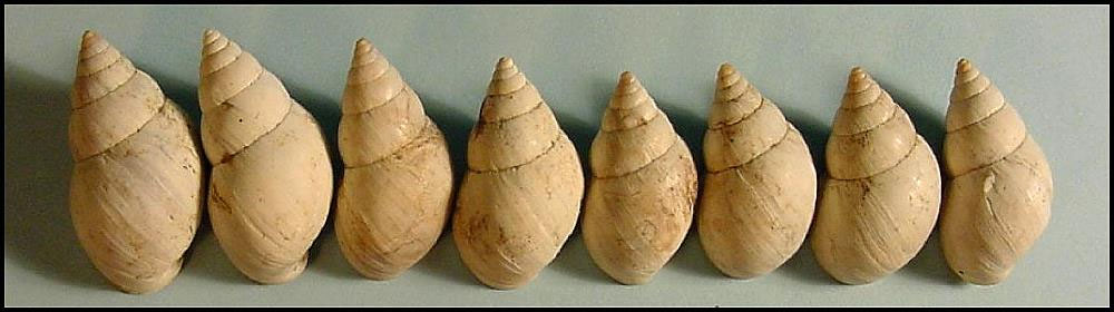 Photo of snail shells