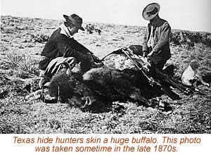 photo of hide hunters skinning a buffalo