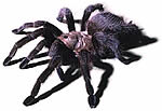 photo of a tarantula