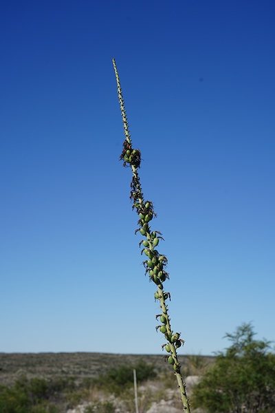 A fruiting lechuguilla bloomstalk. You can see the what is left of the dried flowers hanging from the fruits, which contain seeds. Photograph by Jerod Roberts.