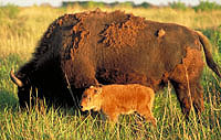 photo of bison